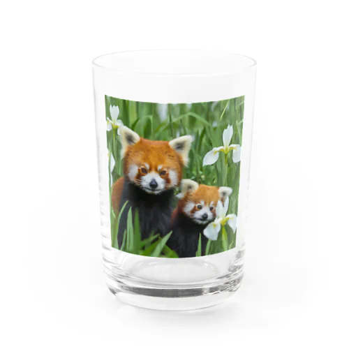 レッサーパンダの親子 Water Glass