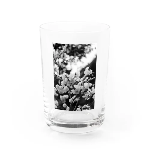 梅の花 Water Glass