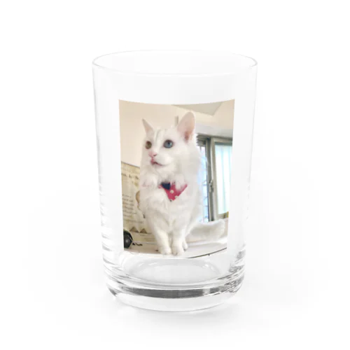 猫のバロンくん Water Glass