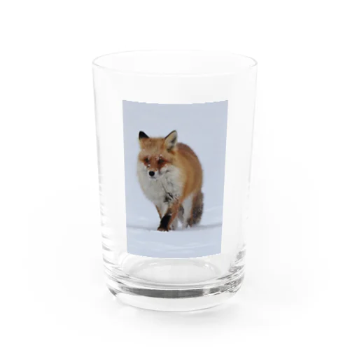 【#北海道の可愛い動物】サロベツのキタキツネ Water Glass
