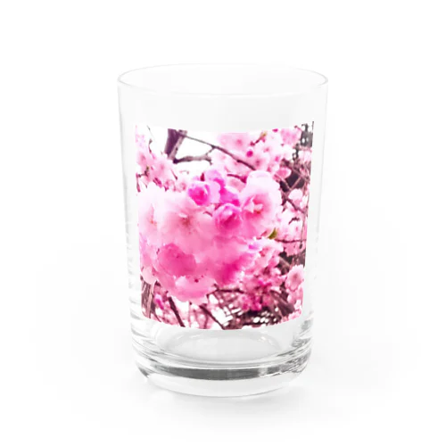 八重桜 Water Glass