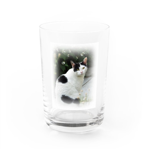 見返り猫 Water Glass