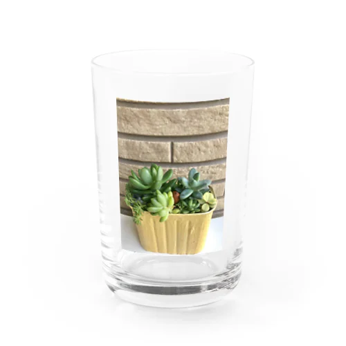 多肉植物 Water Glass