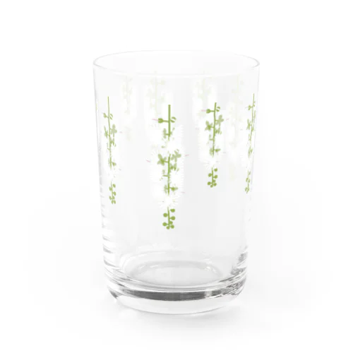 西表島の白い花（サガリバナ） Water Glass