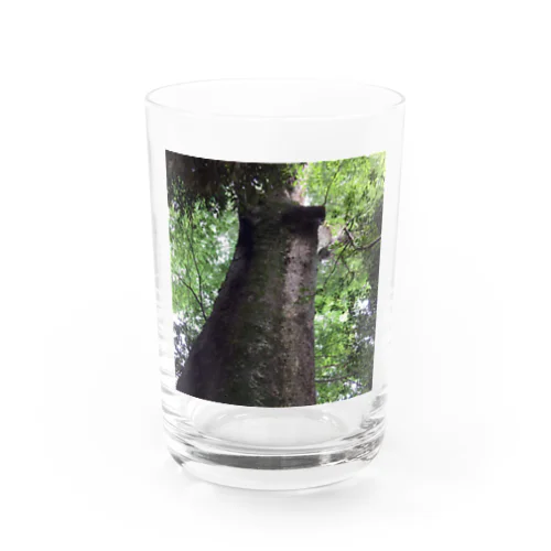 樹の生命力 Water Glass