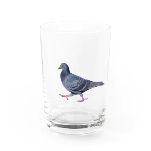 行方不明のドバト_鳩 Water Glass