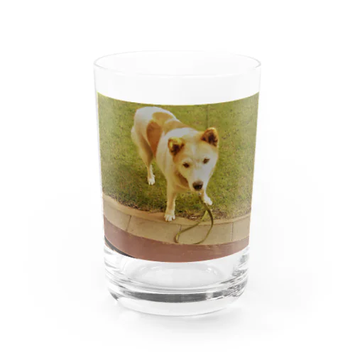 ミックス犬　エリフ Water Glass