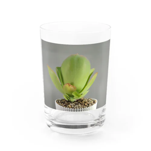 多肉植物A Water Glass