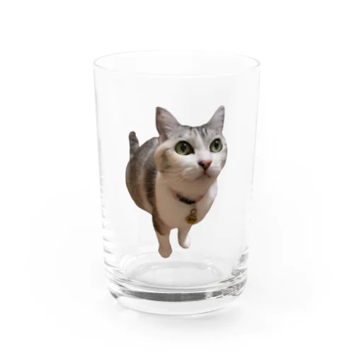 みけちゃん その1 Water Glass