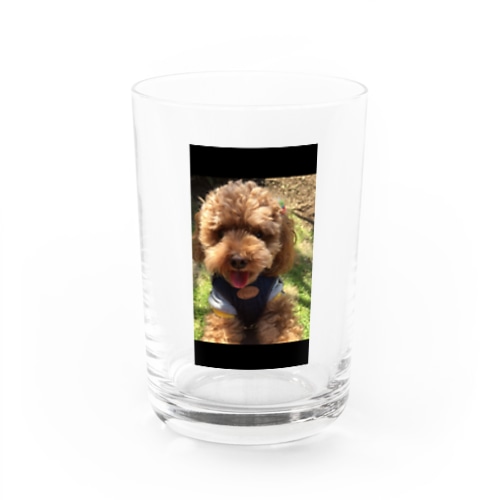 トイプードルのもこ Water Glass
