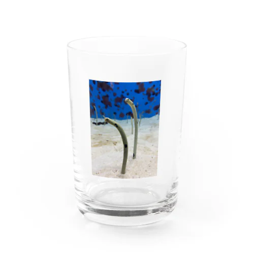 チンアナゴ Water Glass