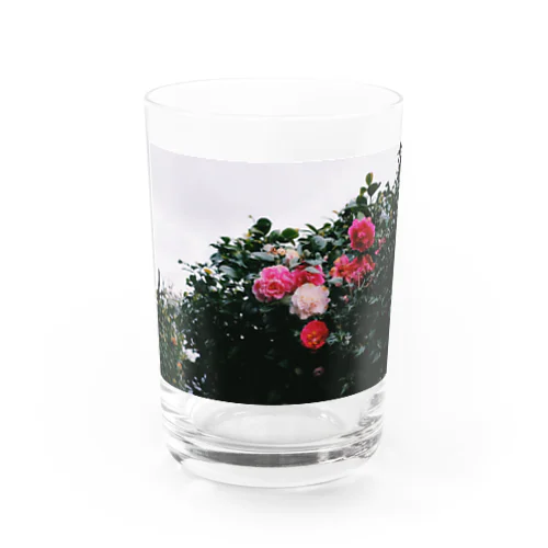 ツバキ Water Glass