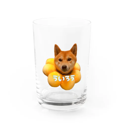 柴犬のういろう Water Glass