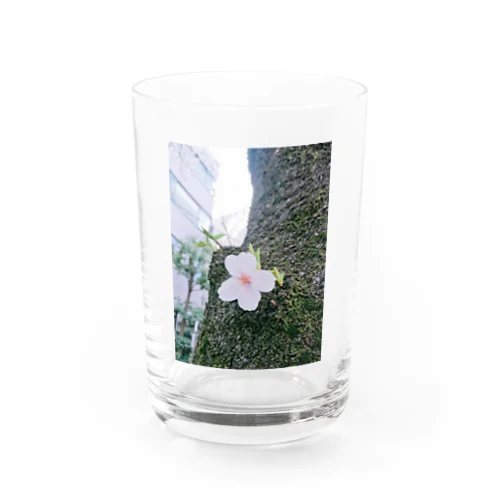 咲き誇れ、先の事など考えず。 Water Glass