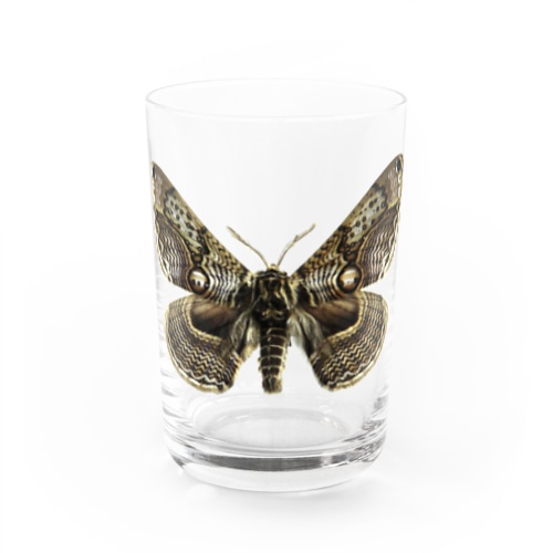 イボタガ　全体　淡色専用　 Water Glass