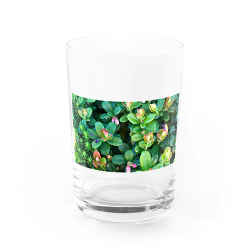 乗鞍岳の高山植物 Water Glass