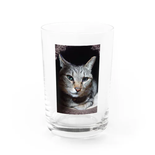 キジトラ猫ミミさん Water Glass