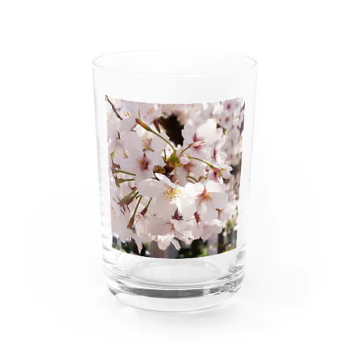 桜・さくら・サクラ Water Glass