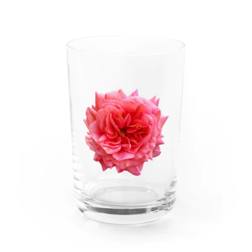 【キザにキマる】爛々と咲く濃いピンクの薔薇 Water Glass