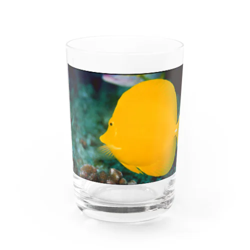 キイロハギ Water Glass
