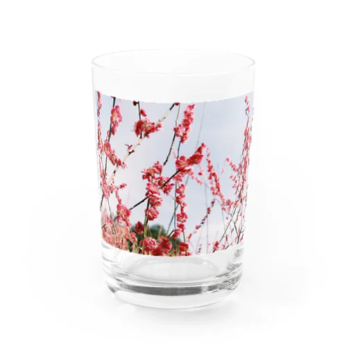 梅花 Water Glass