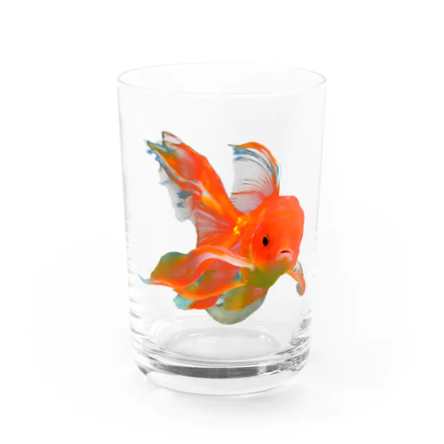 金魚。 Water Glass