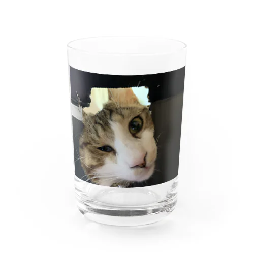 ザ・パワーT? Water Glass