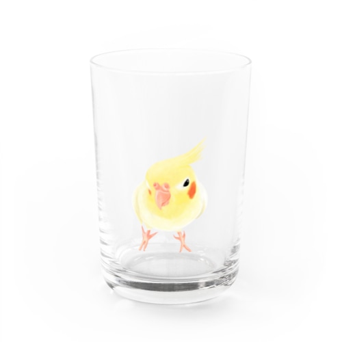 オカメインコ　おすましルチノー【まめるりはことり】 Water Glass