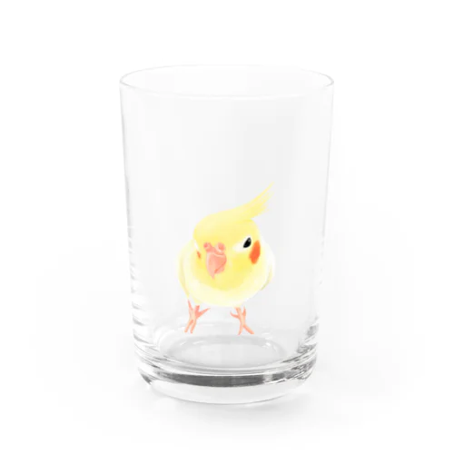 オカメインコ　おすましルチノー【まめるりはことり】 Water Glass