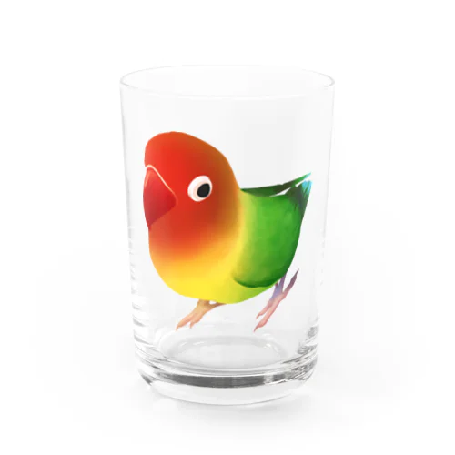 ボタンインコ　おすましルリゴシボタンインコ【まめるりはことり】 Water Glass