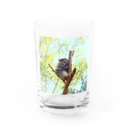 コアラの眠り 〜シドニーLimited〜 Water Glass