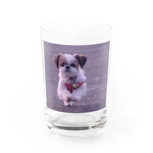 心ちゃんグッズ Water Glass