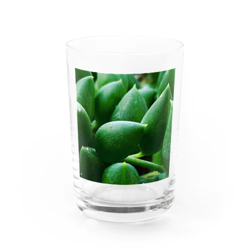 多肉植物 Water Glass
