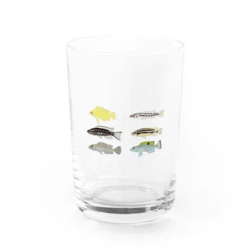 タンガニイカシクリッド稚魚 Water Glass