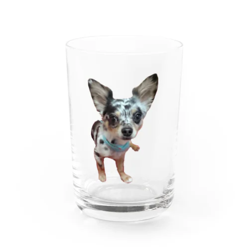 チワワのこむぎ Water Glass