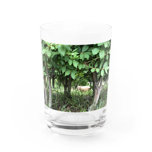 茂みからネコ Water Glass