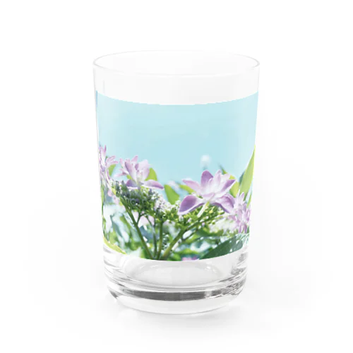 ピンク色のガクアジサイ Water Glass