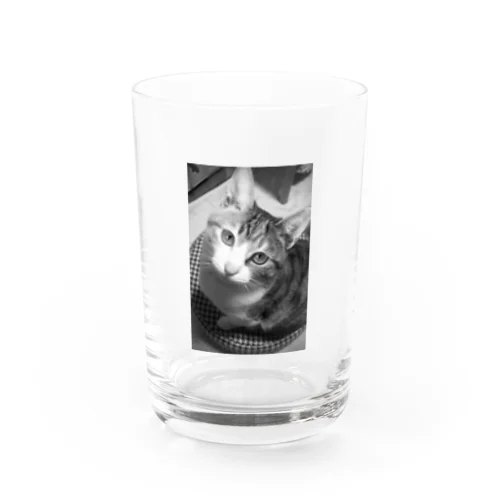 三毛猫のひめ　3 グラス