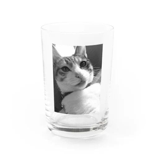 三毛猫のひめ　4 Water Glass