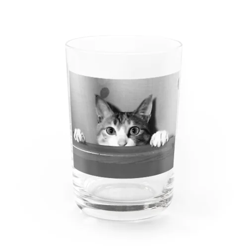 三毛猫のひめ　5 グラス