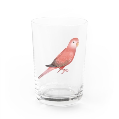アキクサインコ　ピンク【まめるりはことり】 Water Glass
