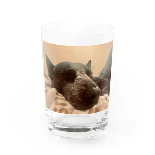 Sleepy dog  Water Glass