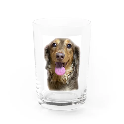 美犬モカちゃん(犬、Mダックス) Water Glass