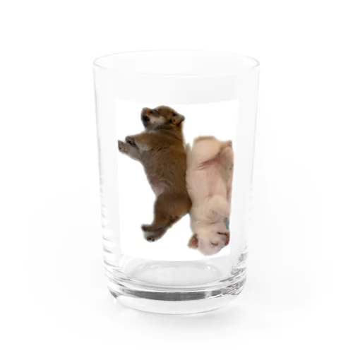 ベビわんず(仔犬、雑種) Water Glass