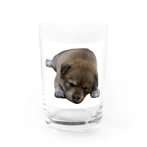 ぷーちゃん(雑種犬) Water Glass