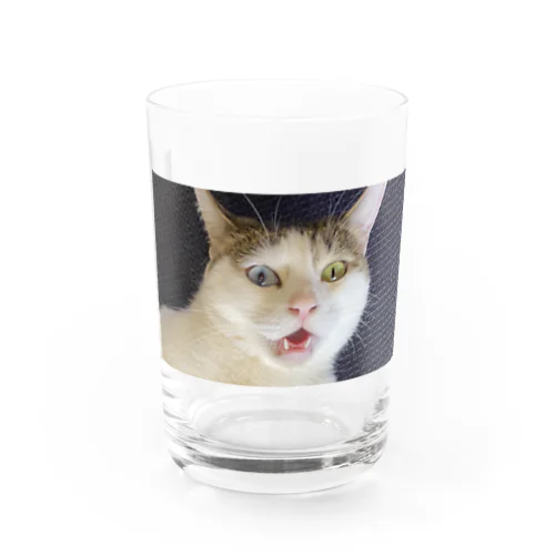 白猫オッドアイ Water Glass