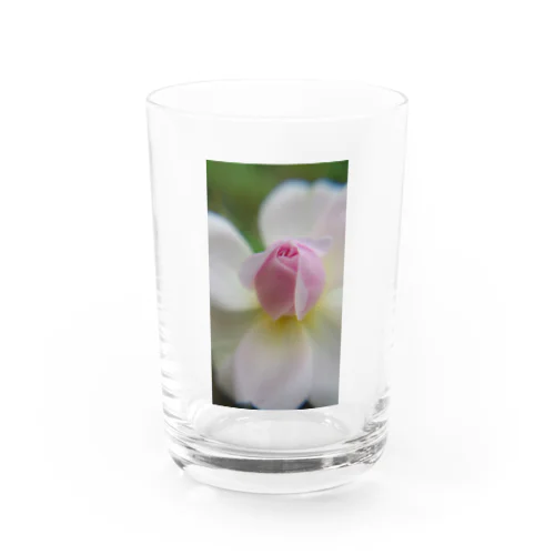 ぴんくの薔薇 Water Glass