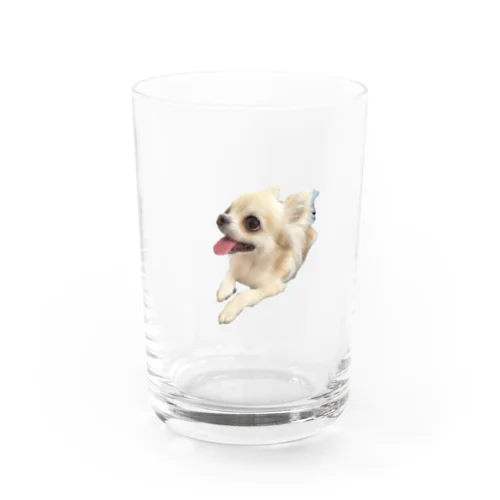 チワワのくうちゃん Water Glass