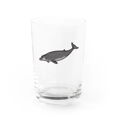 コブハクジラ・グラス Water Glass