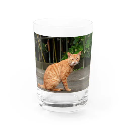 noraneko2 Water Glass